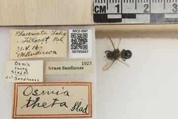 Media type: image;   Entomology 795047 Aspect: Labels